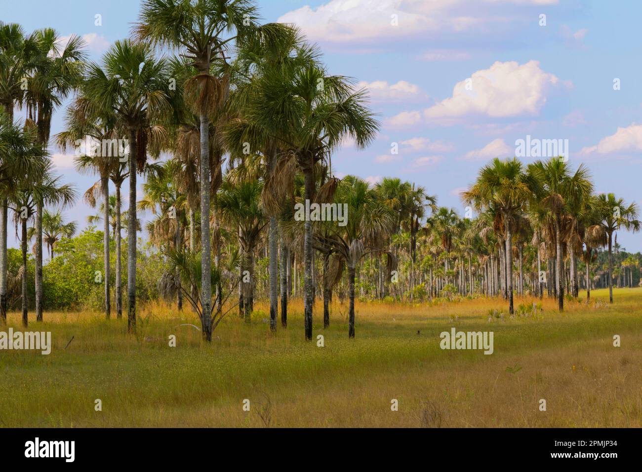 Brazil, Grande Sertão Veredas National Park: Vereda, a grassland ecosystem on seasonally waterlogged soil with stands of  buriti palms on wetter spots. Stock Photo
