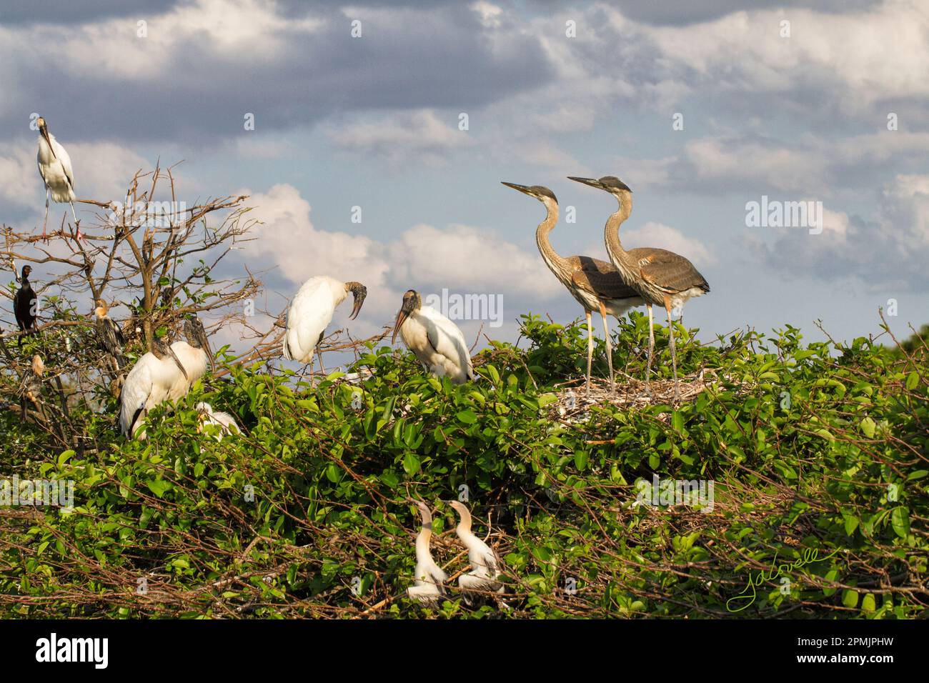 This Florida rookery has many neighborly species cohabitating. Great Blue Heron siblings look on at the woodstorks while anhinga chicks observe as wel Stock Photo