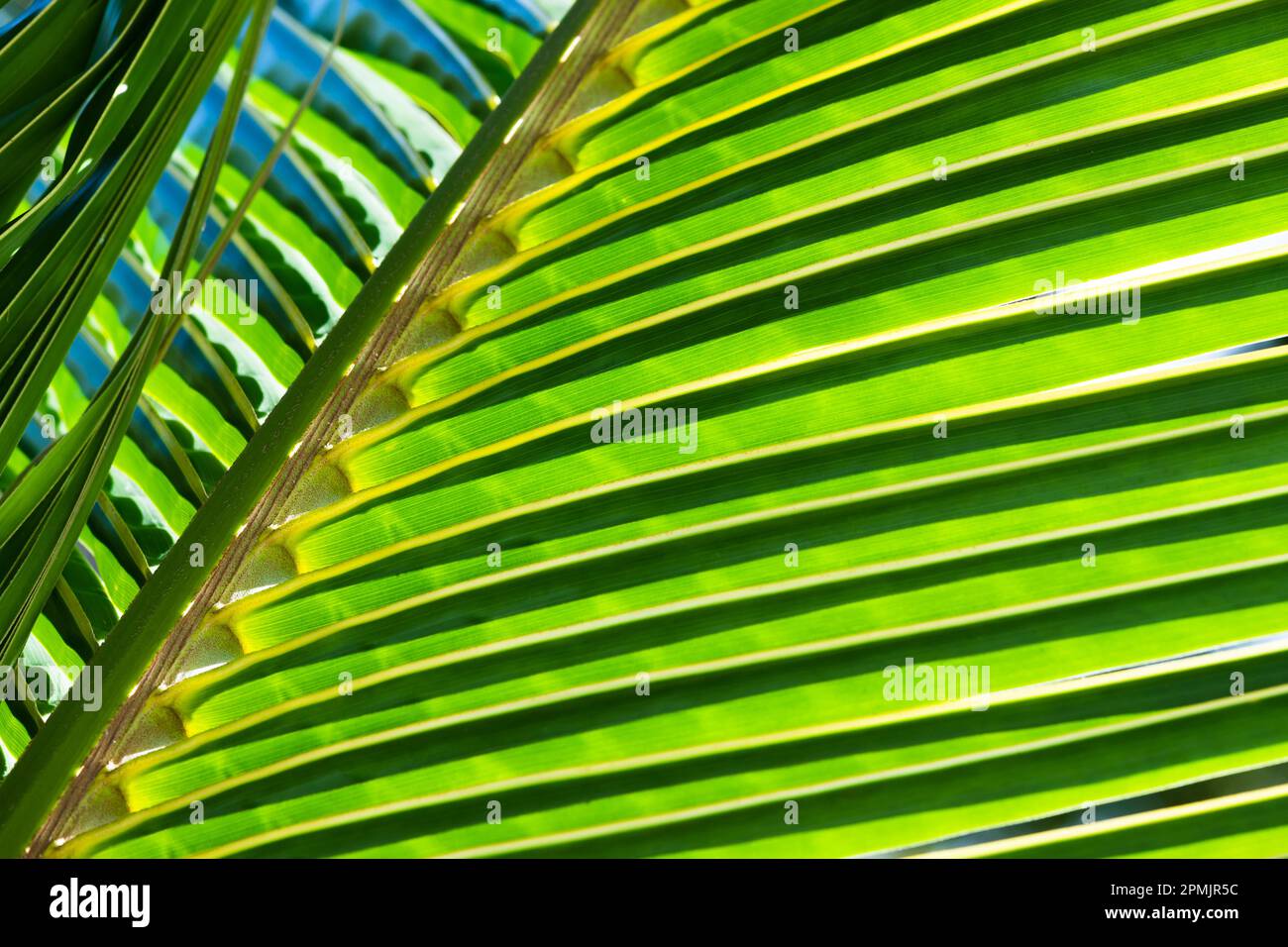 Green palm leaf in a sunlight, natural abstract background photo texture Stock Photo