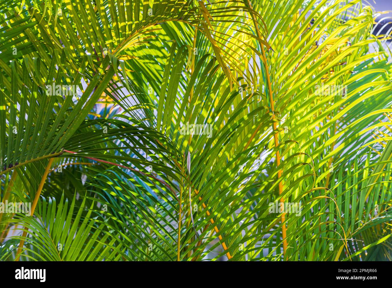 Green grass palm tree hi-res stock photography and images - Alamy