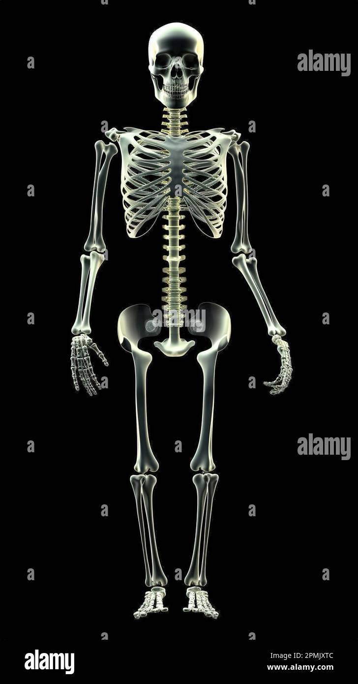 Complete human skeleton xray, front view, complete black xray with