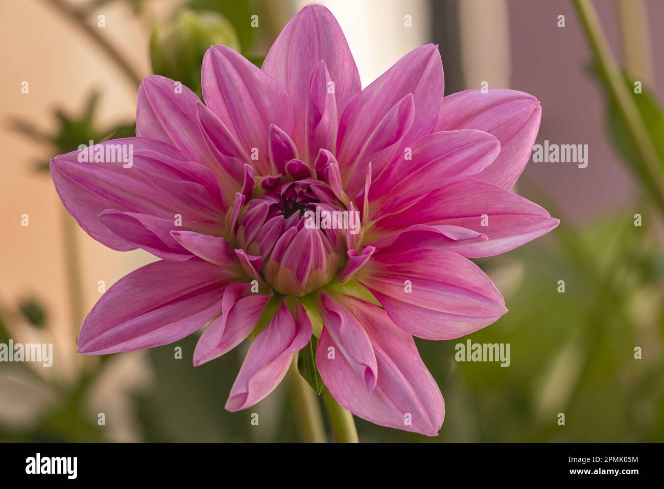 Dahlia flower pictures hi-res stock photography and images - Alamy