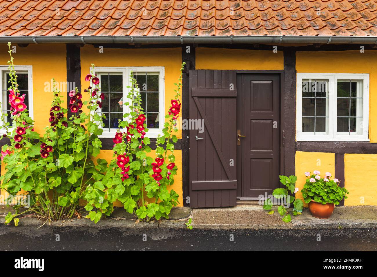 Traditional town streets growed by colorful hollyhock flowers on ...