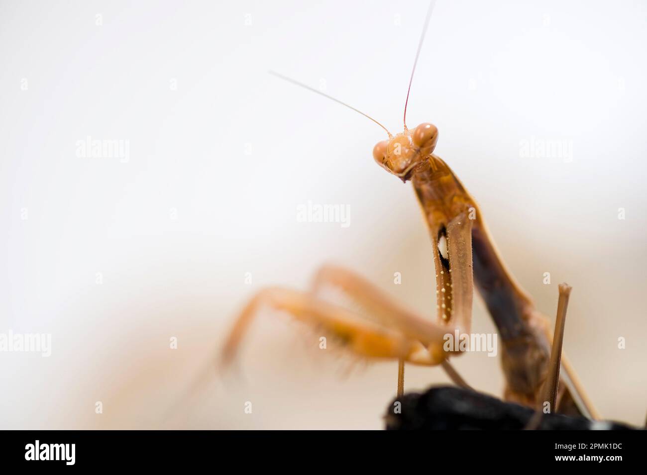 Mantide religiosa Praying mantis, Mantis religiosa,  Sassari, Sardinia, Italy Stock Photo