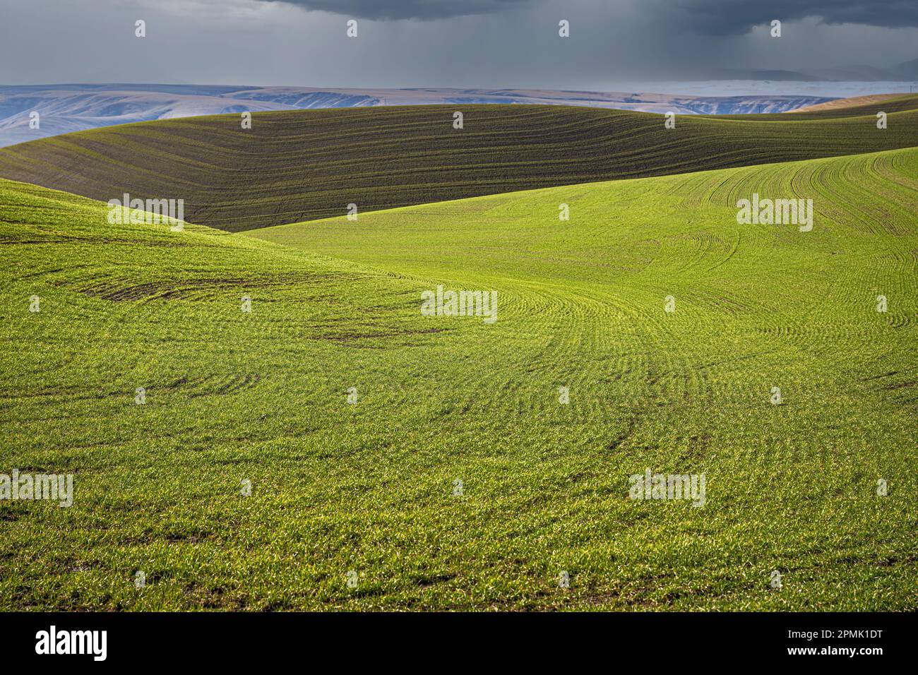 Fields with Growing Crops in Early Spring Stock Photo