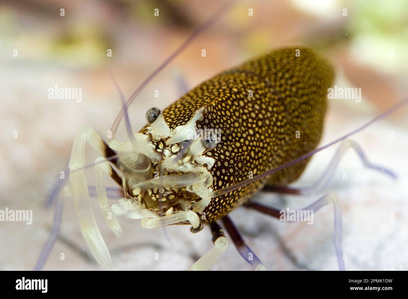 Gambero Vinaio o drimo, Harlequin Shrimp  (Gnathophyllum elegans).  Capo Caccia, Alghero, Sardegna, Italia Stock Photo