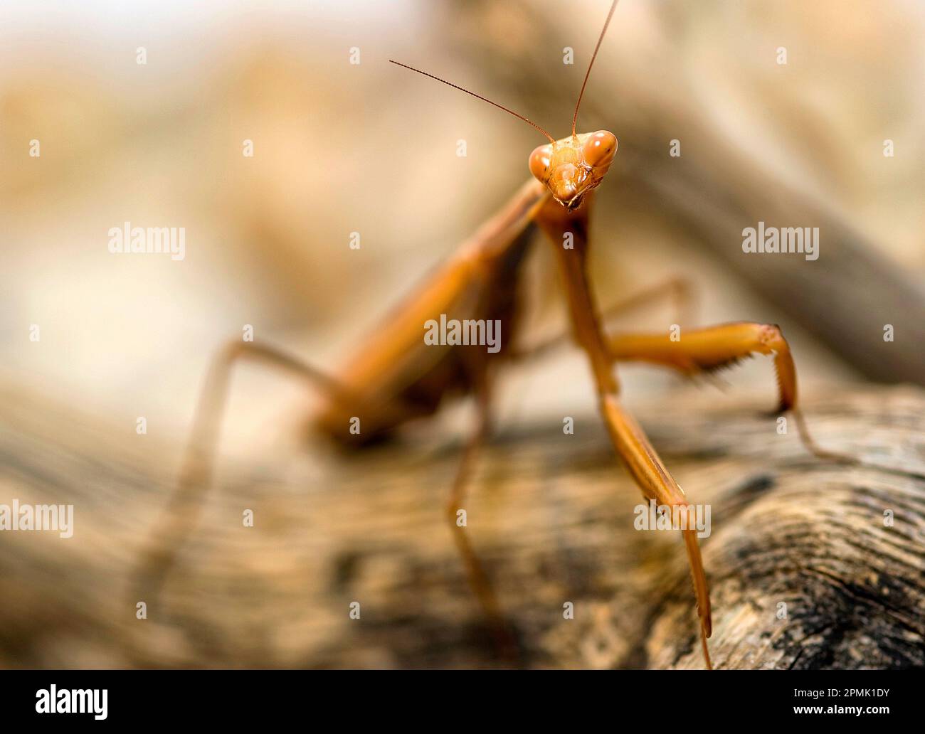 Mantide religiosa Praying mantis, Mantis religiosa,  Sassari, Sardinia, Italy Stock Photo