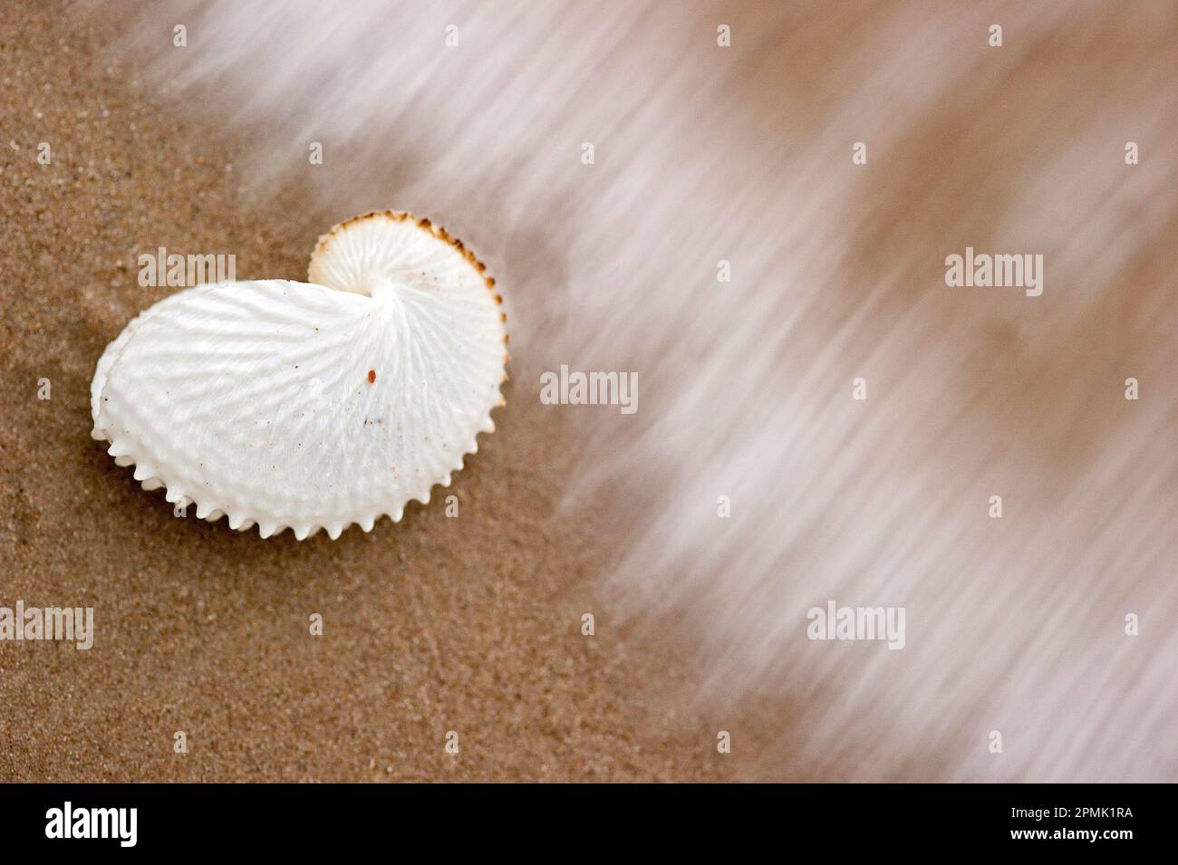 Conchiglia di argonauta (Argonauta hians) nella risacca. Alghero. SS, Sardegna, Italy Stock Photo