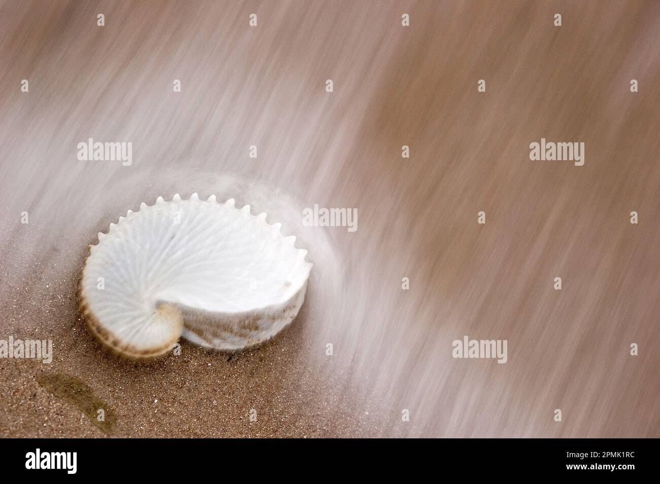 Conchiglia di argonauta (Argonauta hians) nella risacca. Alghero. SS, Sardegna, Italy Stock Photo