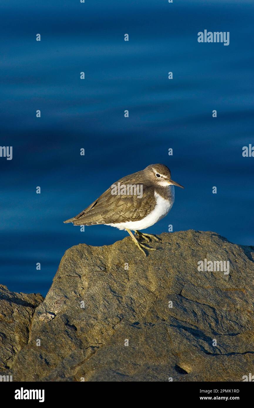 Piro piro piccolo, Actitis hypoleucos, Stagni di Casaraccio, Stintino, Sardegna, Italia Common sandpiper, Actitis hypoleuco, Sardinia, Italy Stock Photo