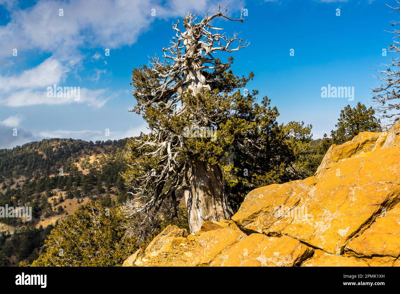 Hiking in the Troodos Mountains, Cyprus. The black pine is the heraldic tree in the Troodos Mountains. The robust tree is exposed to wind and snow. Some specimens are up to 1000 years old Stock Photo