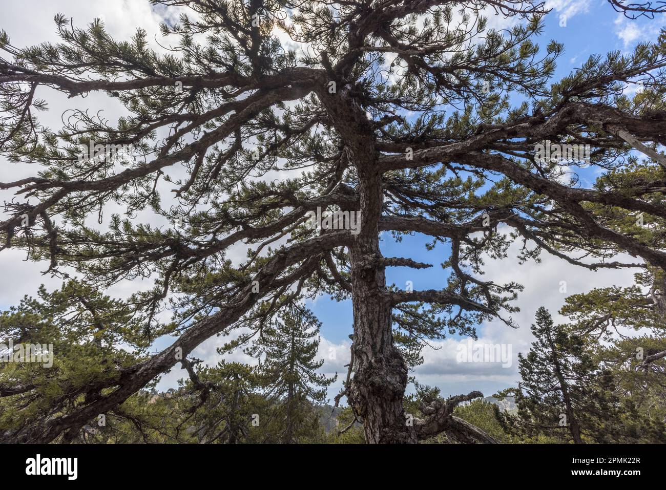 The black pine is the heraldic tree in the Troodos Mountains. The robust tree is exposed to wind and snow. Hiking in the Troodos Mountains, Cyprus Stock Photo