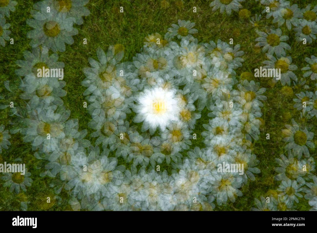 Bellis perennis, common European daisy Sardinia, Italy Stock Photo