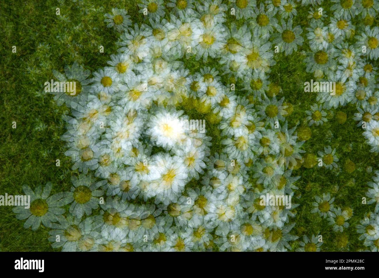 Bellis perennis, common European daisy Sardinia, Italy Stock Photo