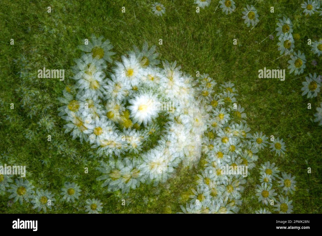 Bellis perennis, common European daisy Sardinia, Italy Stock Photo