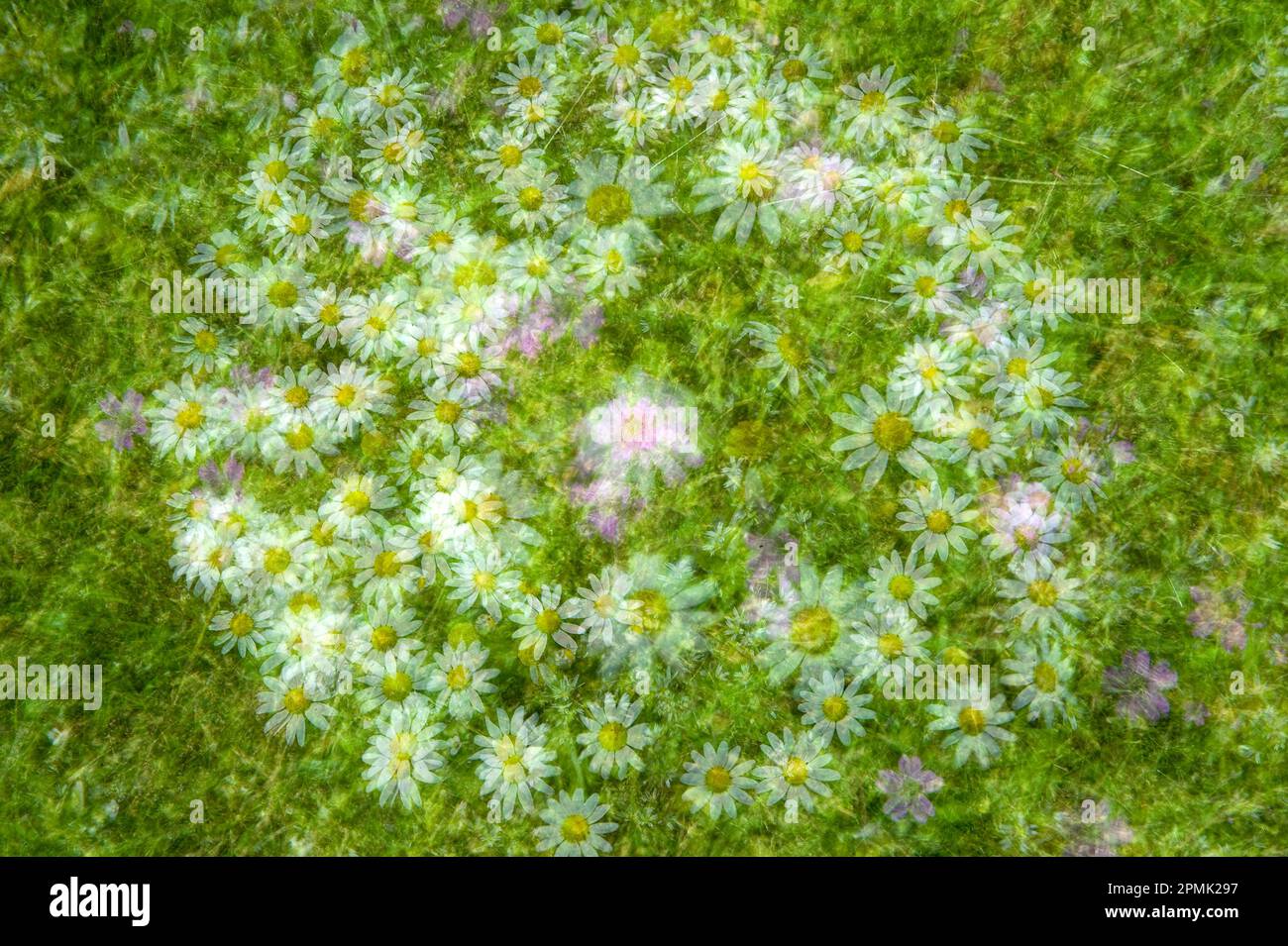 Bellis perennis, common European daisy Sardinia, Italy Stock Photo