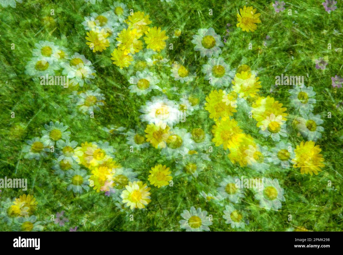 Bellis perennis, common European daisy Sardinia, Italy Stock Photo