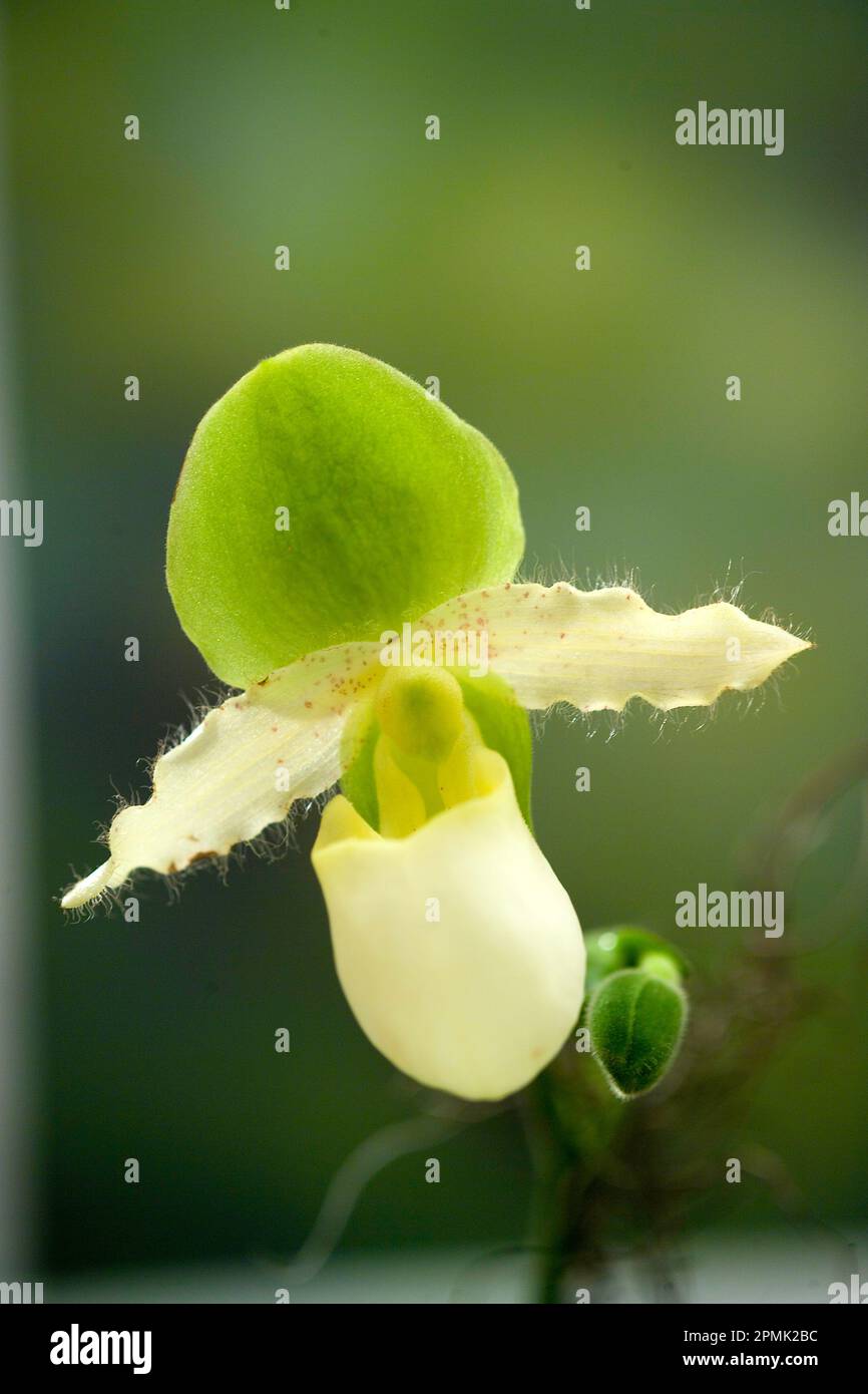 Lady’s Slipper Orchid Paphiopedilum Species Stock Photo