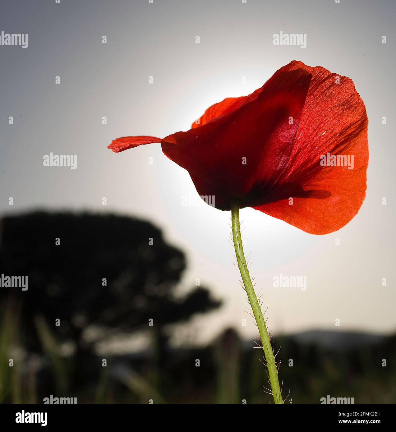 red poppy flower in the field papavero, (Papaverum rhoas). Alghero, Sardinia, Italy Stock Photo