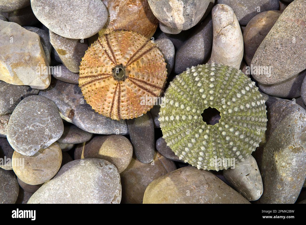 Sea Urchin Shells Dermascheletro Riccio Di Mare Stock Photo Alamy