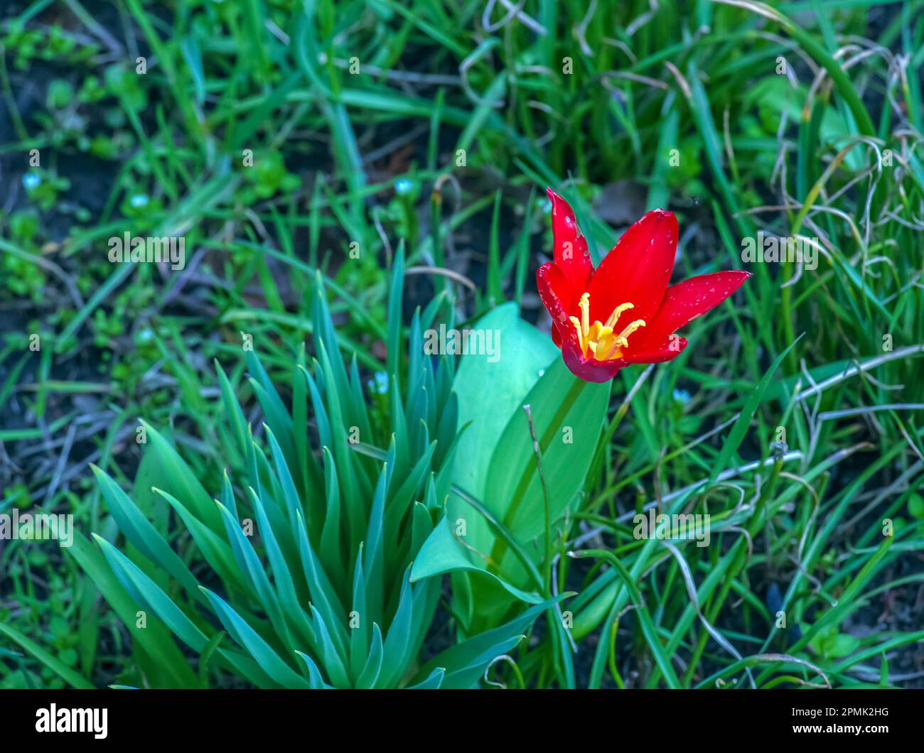 Tulipa schrenkii or Tulipa suaveolens, Schrenck's tulip, is a bulbous herbaceous perennial of species of tulip Tulipa in the family of the Liliaceae. Stock Photo