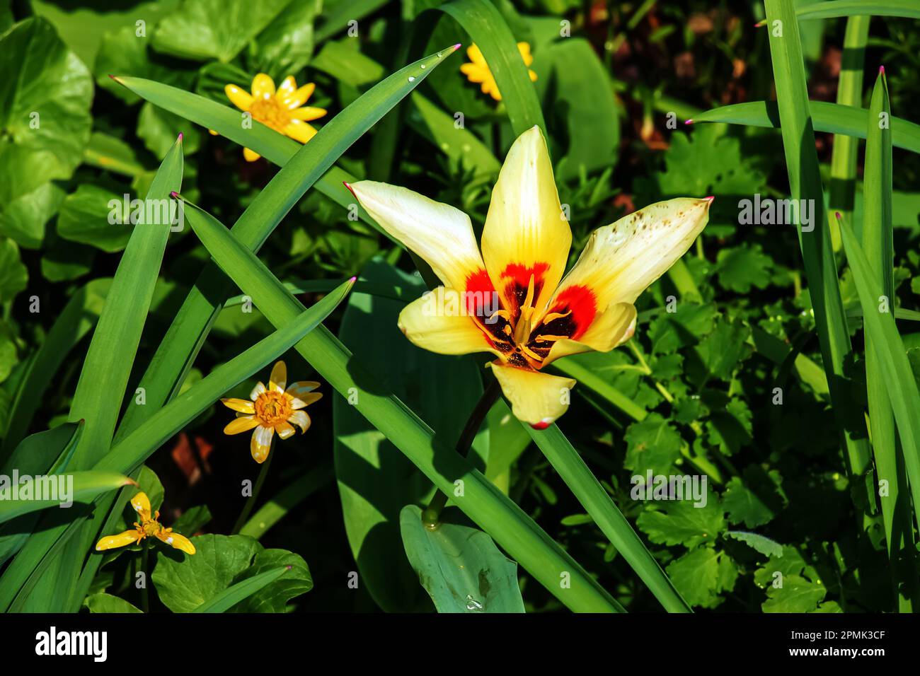 Yellow and red Kaufmanniana tulip Tulipa Giuseppe Verdi blooms in a garden in April Stock Photo