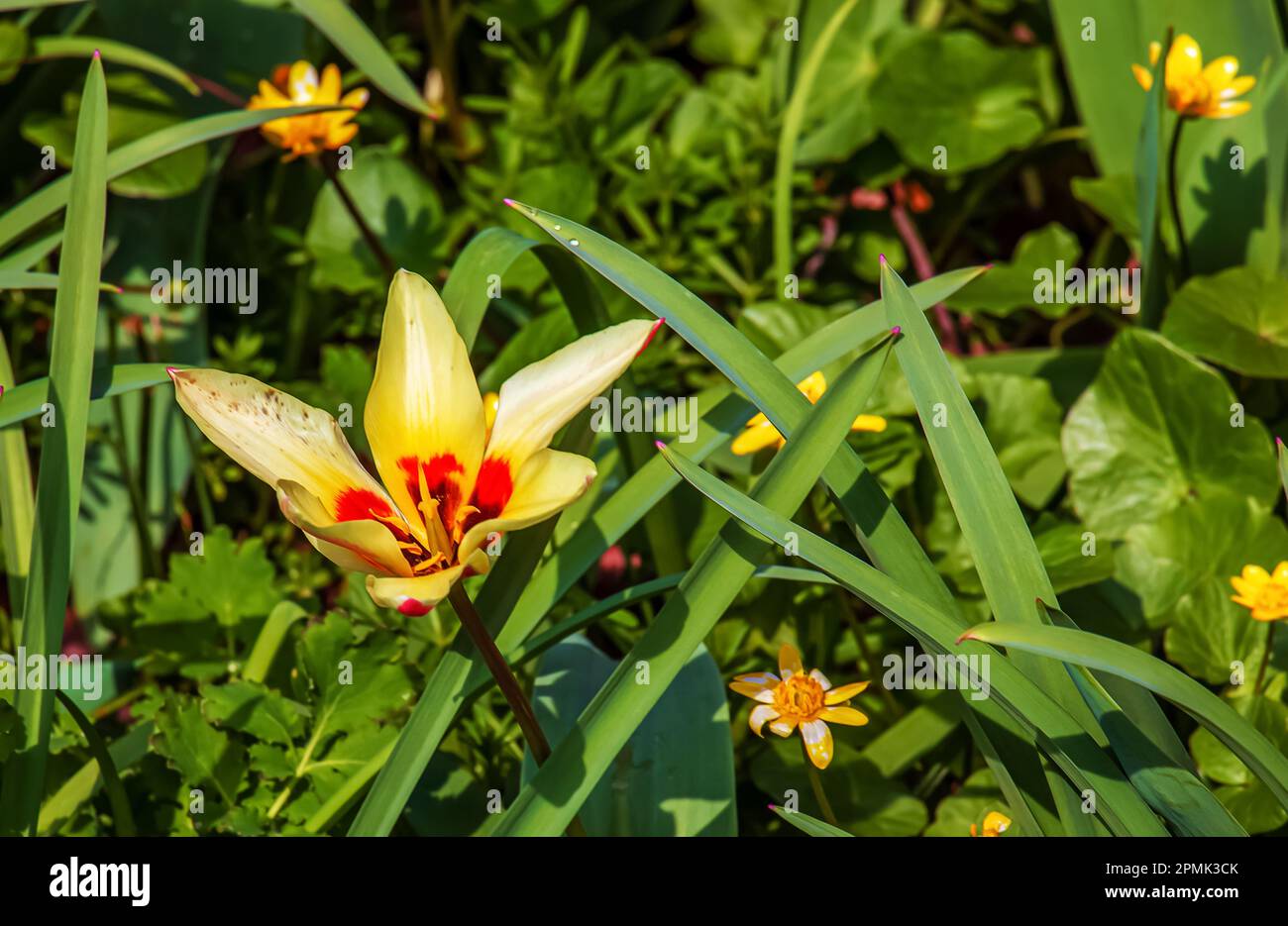 Yellow and red Kaufmanniana tulip Tulipa Giuseppe Verdi blooms in a