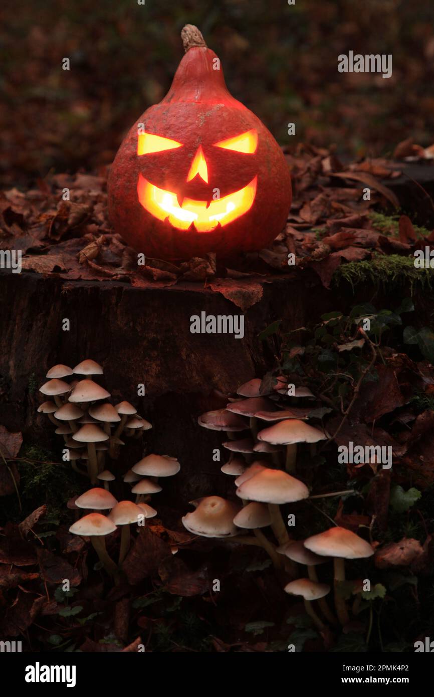 A lit Jack O'Lantern on a tree stump with mushrooms sprouting from its ...