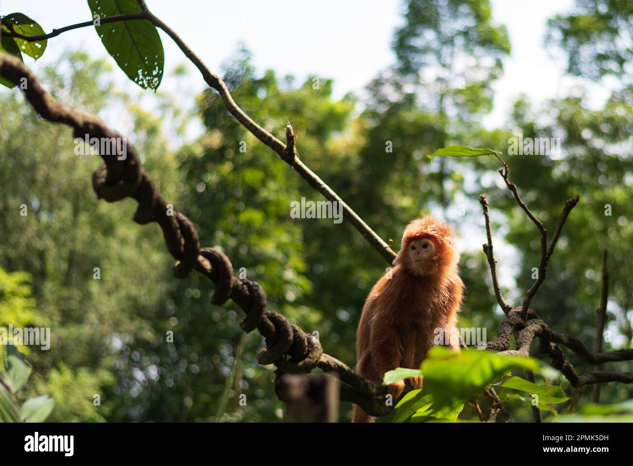 An East Javan Langur, a threatened species commonly found on the island of Java in Indonesia Stock Photo