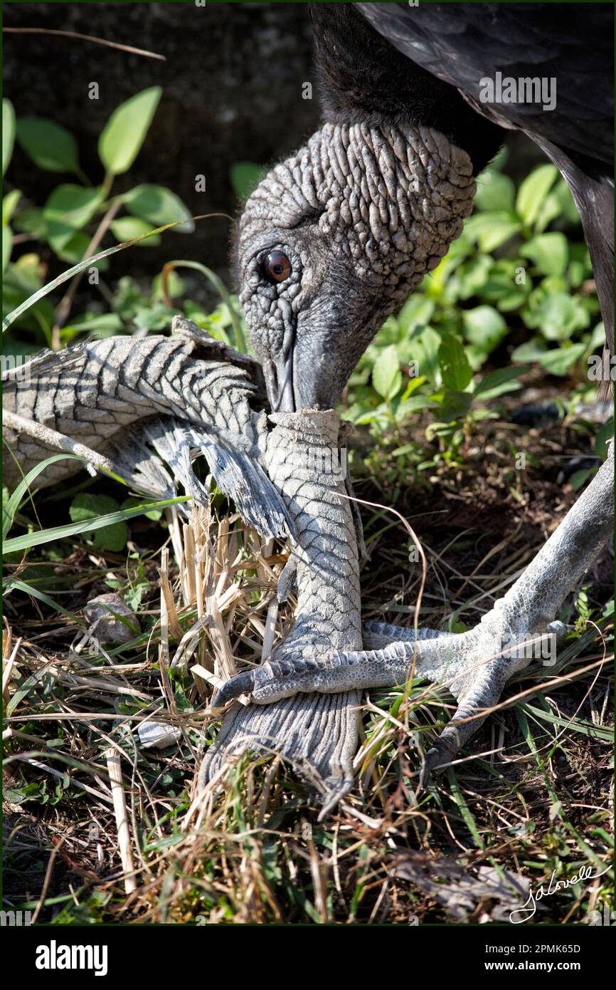 American Black Vulure consuming the remains of a dead fish.Living up to its role as a carrion eater. Big Cypress Preserve Florida. Stock Photo