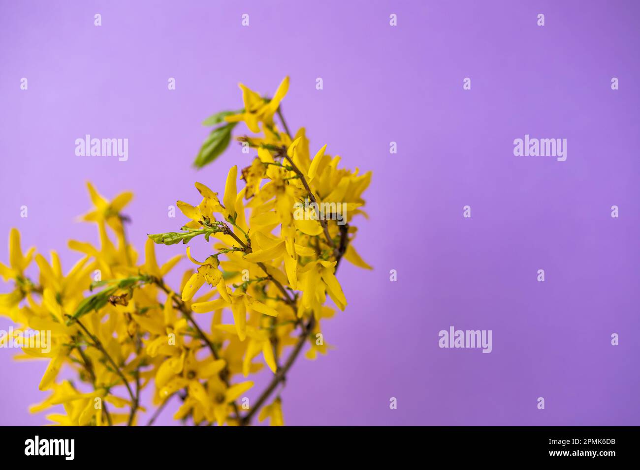 purple and yellow spring flowers on violet paper background. Stock Photo