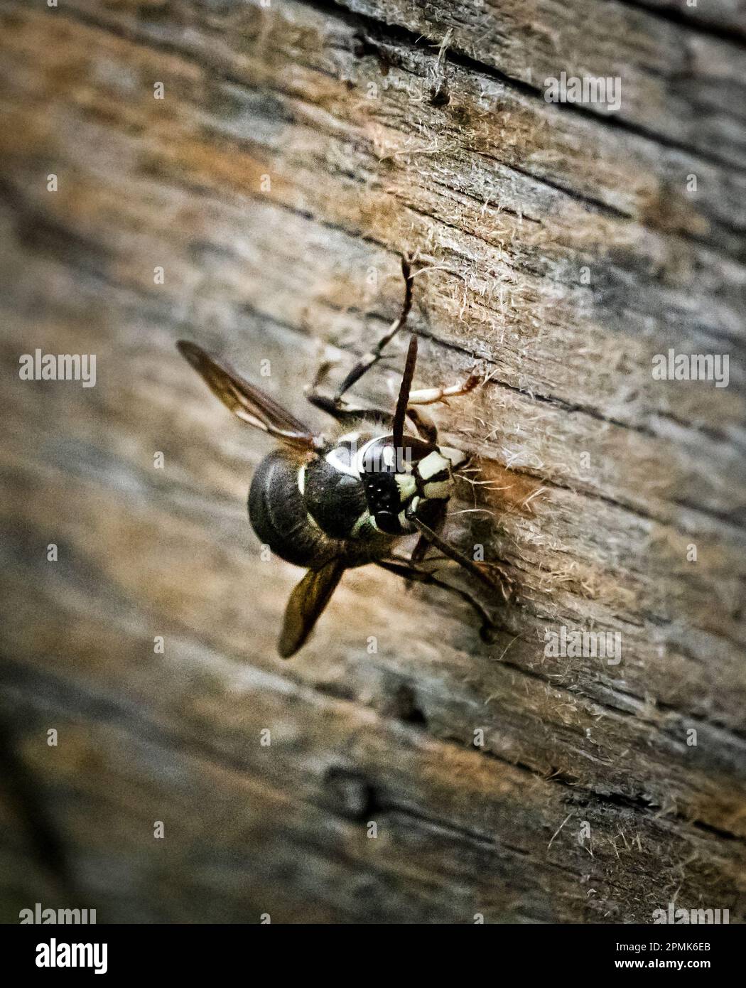 A yellow jacket, Vespa, on a wooden fence collecting wood pulp for nest making, spring, summer, Lancaster County, Pennsylvania Stock Photo