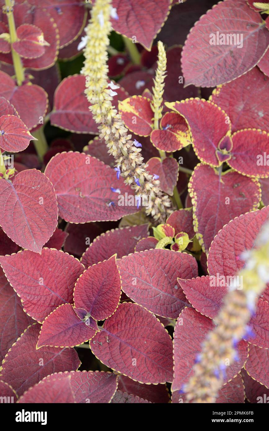 Details of the leaves of the Coleus plant (Coleus blumei) in a garden