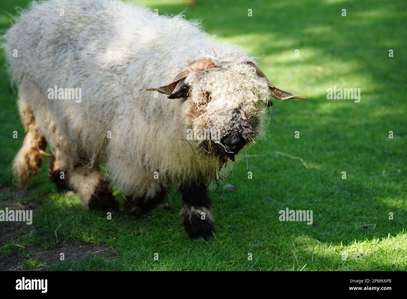 Valais Blacknose sheep, a docile and friendly mountain breed Stock Photo