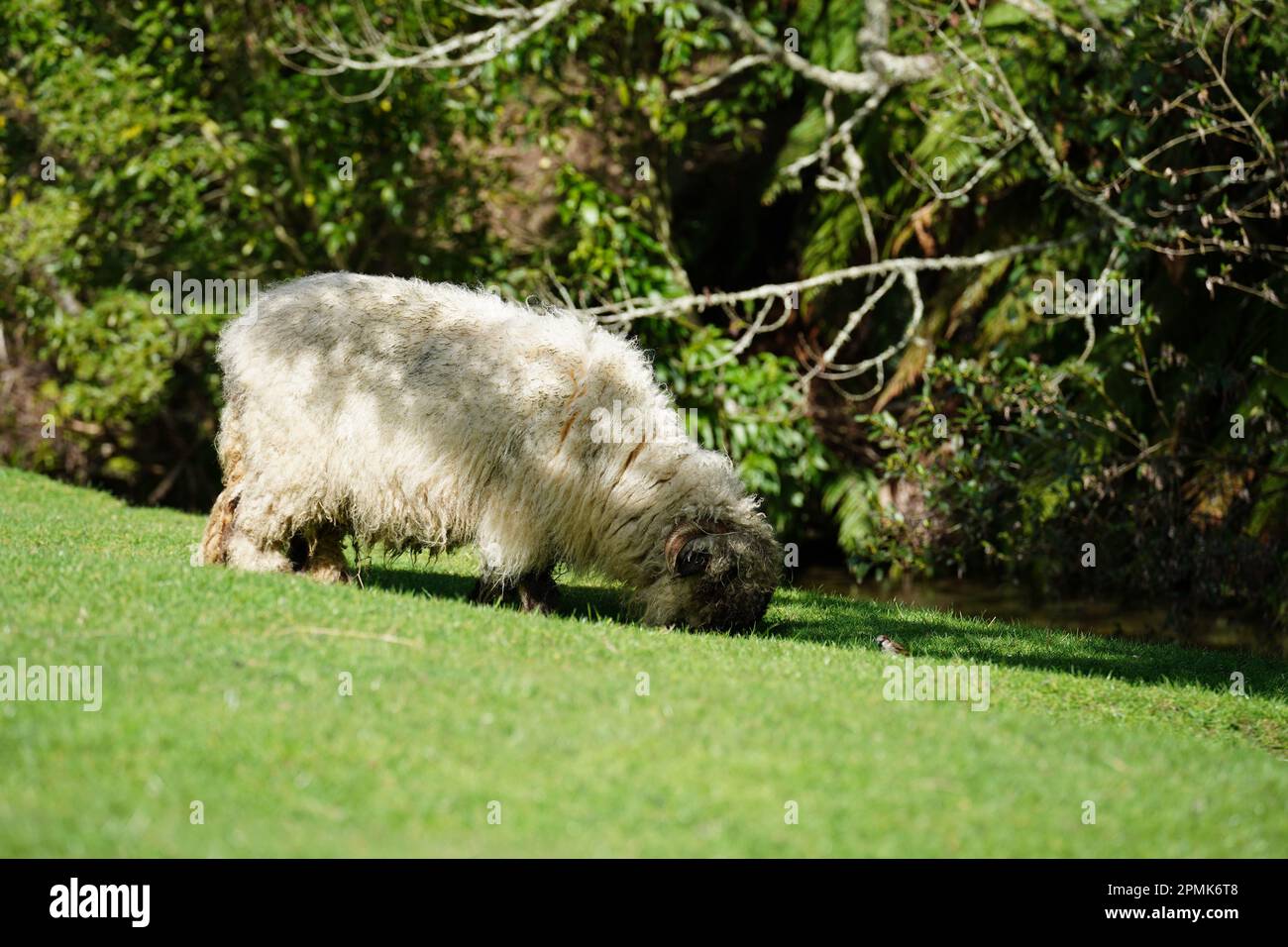 Valais Blacknose sheep, a docile and friendly mountain breed Stock Photo