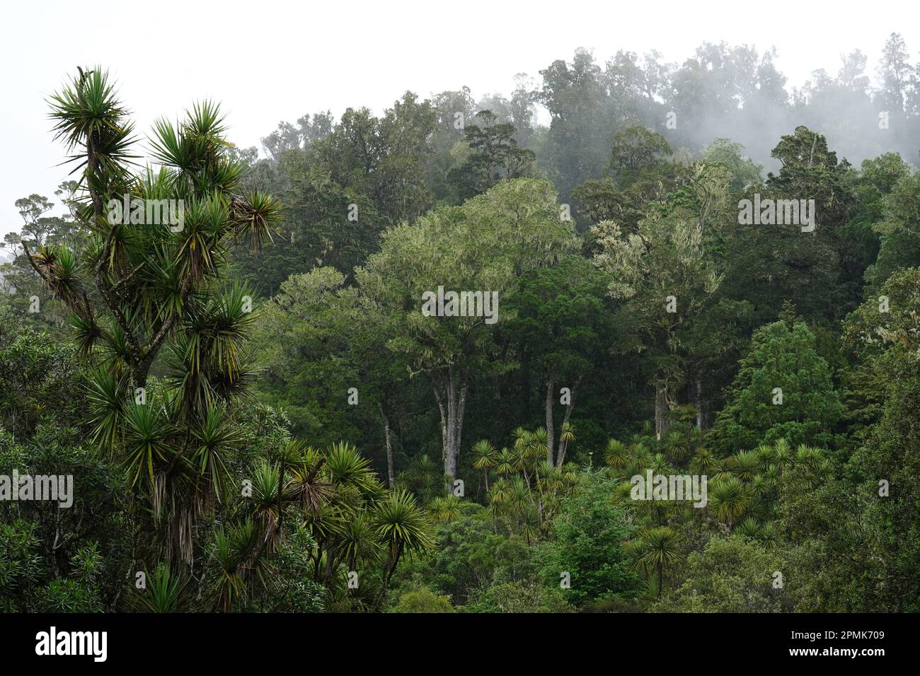 The thick ancient podocarp forest of Whirinaki in the Bay of Plenty ...