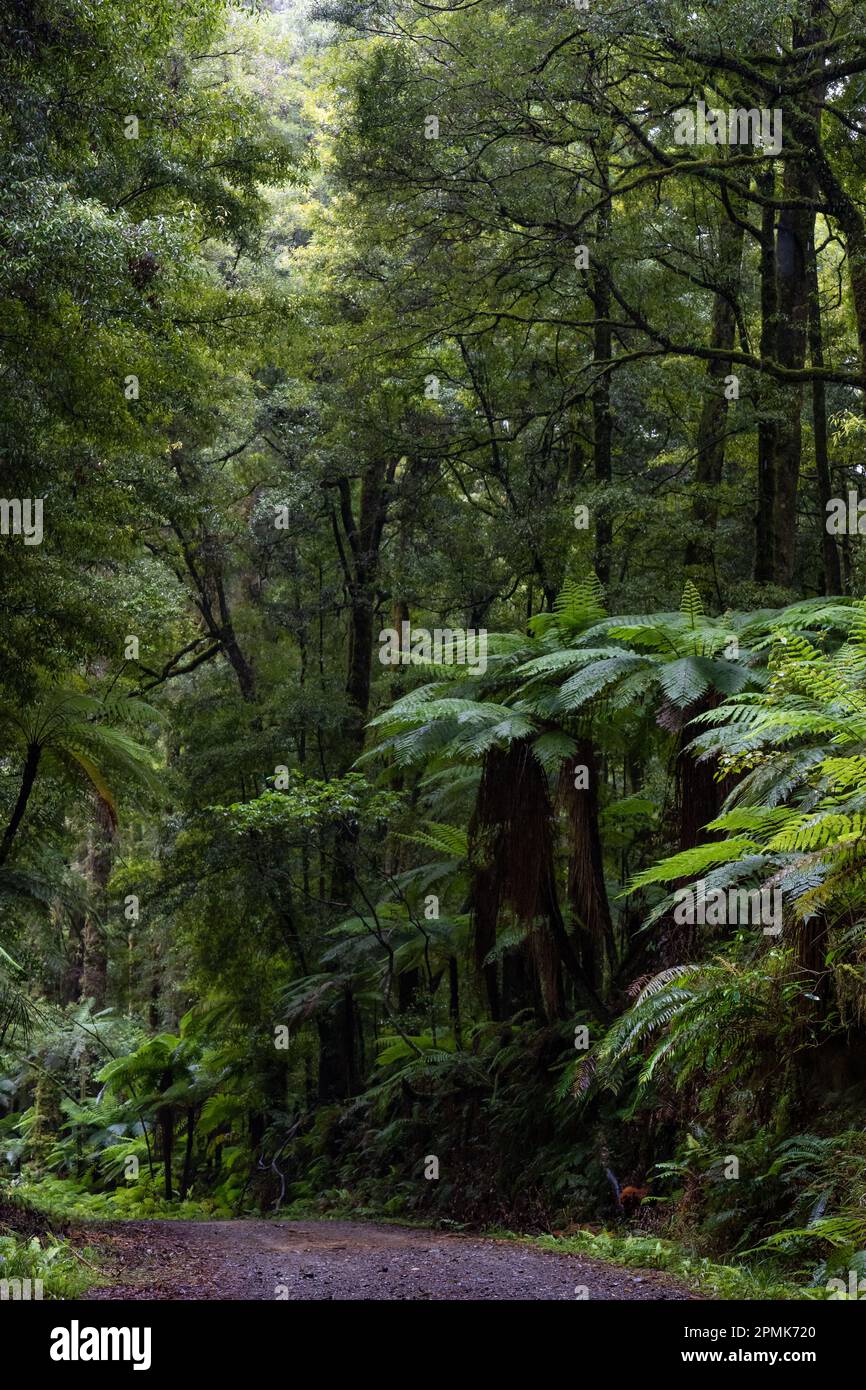 Track through an ancient podocarp forest featuring rimu, kahikatea, totara, matai and miro trees Stock Photo