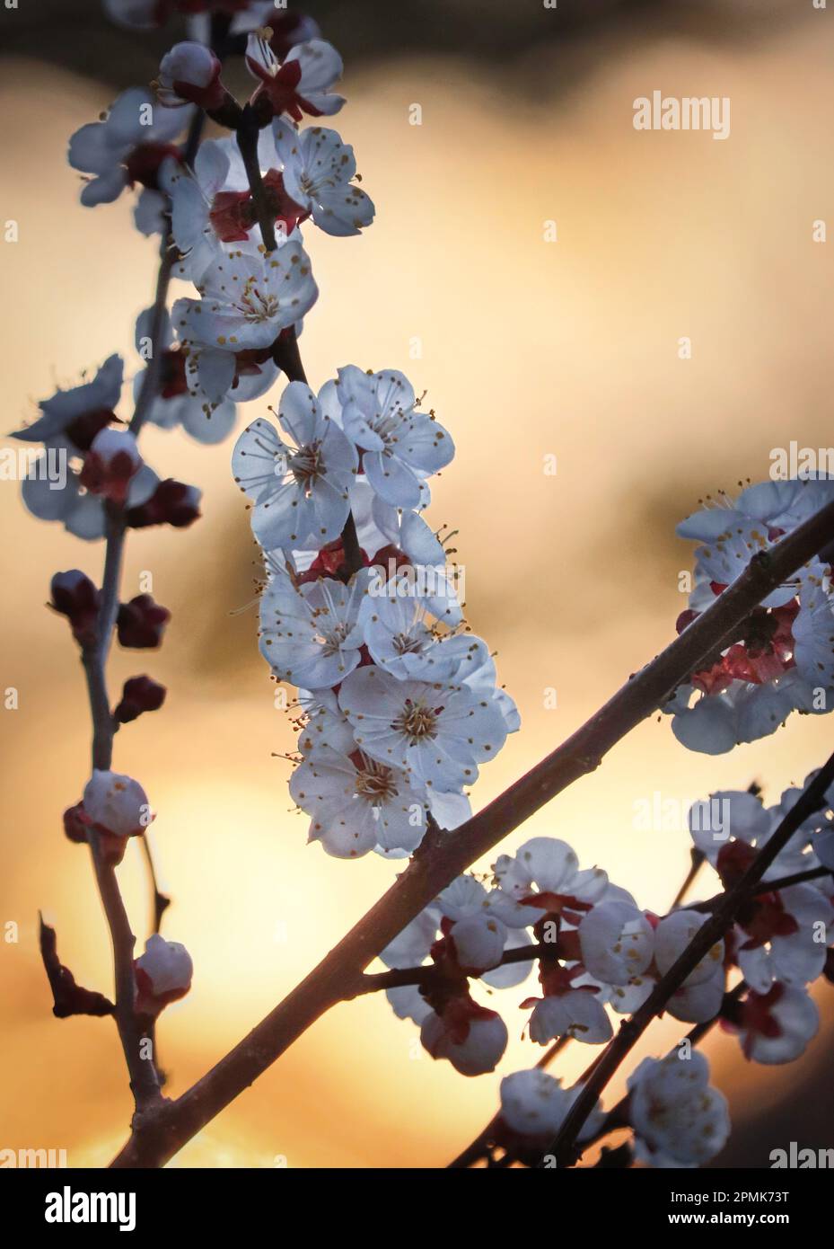 A branch with a chain of white cherry blossoms on a bokeh sunset