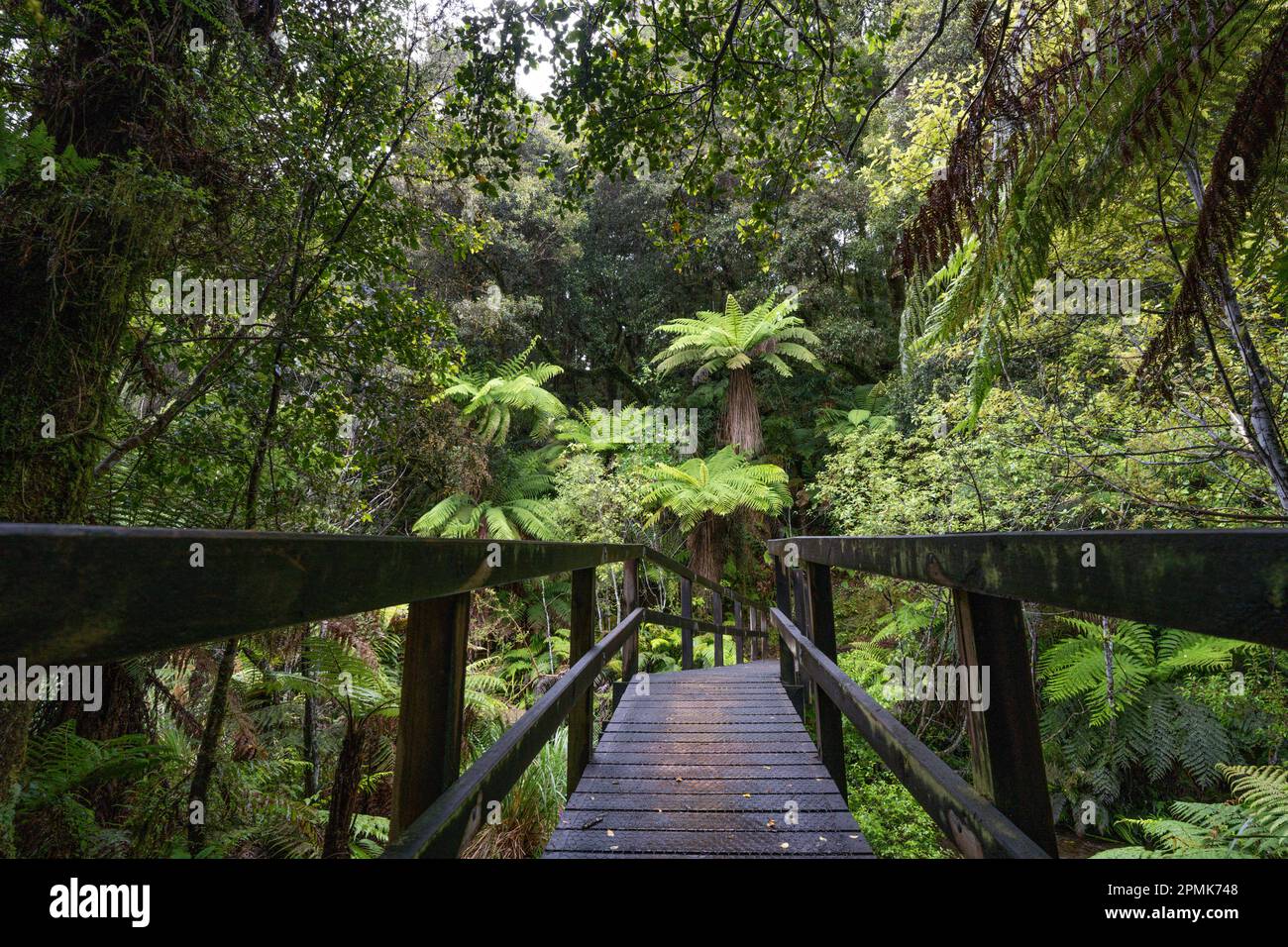 Track through an ancient podocarp forest featuring rimu, kahikatea, totara, matai and miro trees Stock Photo