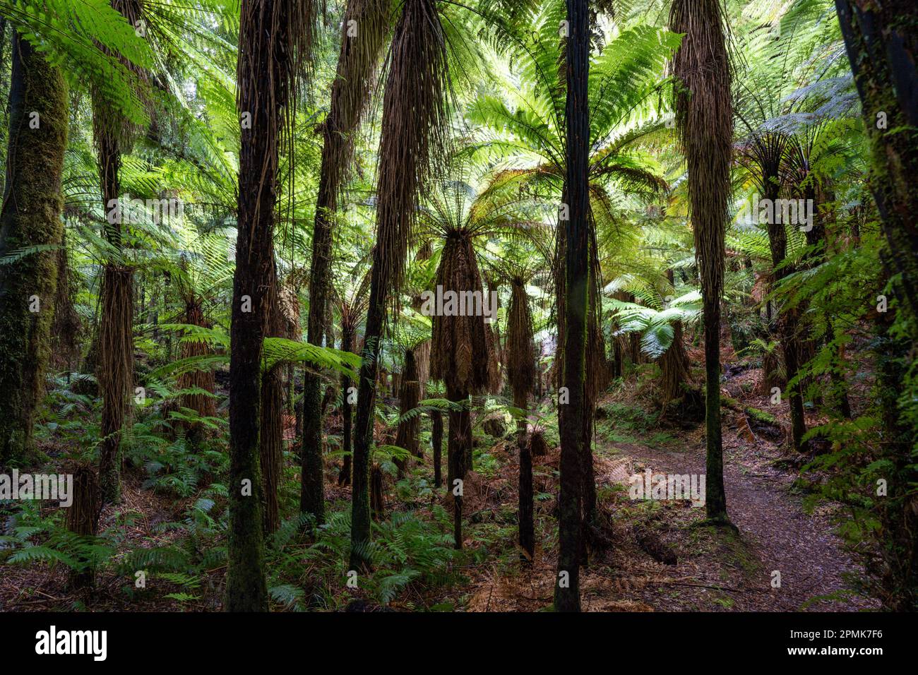 Native new zealand ferns hi-res stock photography and images - Alamy