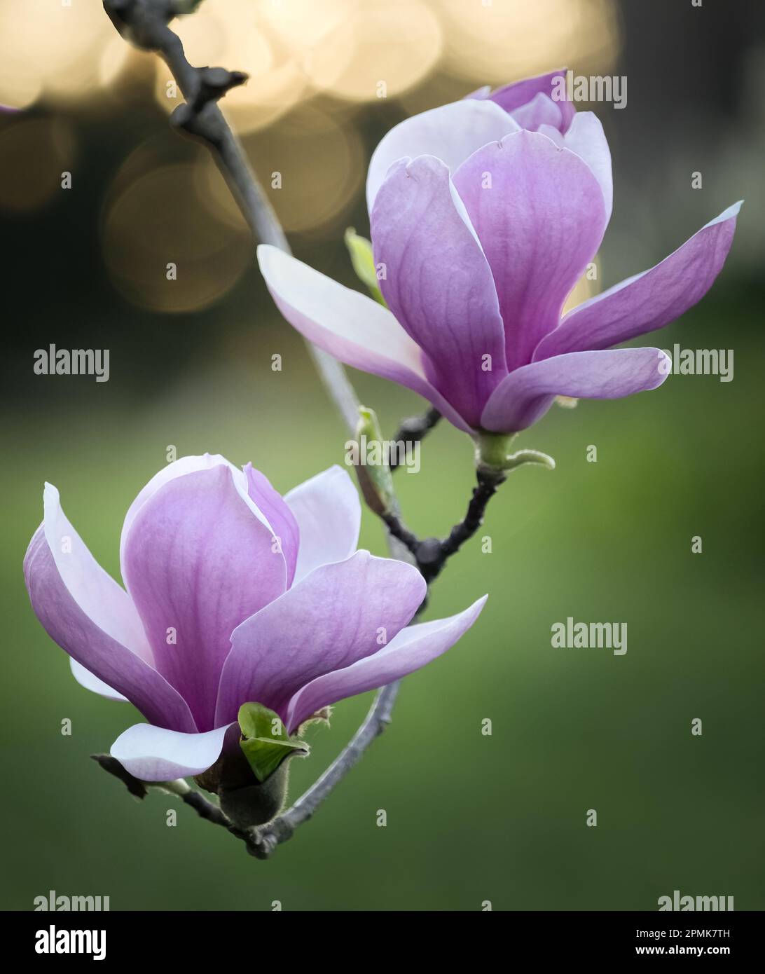 Two sunlit pink or purple magnolia tree flowers or blossoms attached to a branch with bokeh sun and grass in background, Lancaster, Pennsylvania Stock Photo