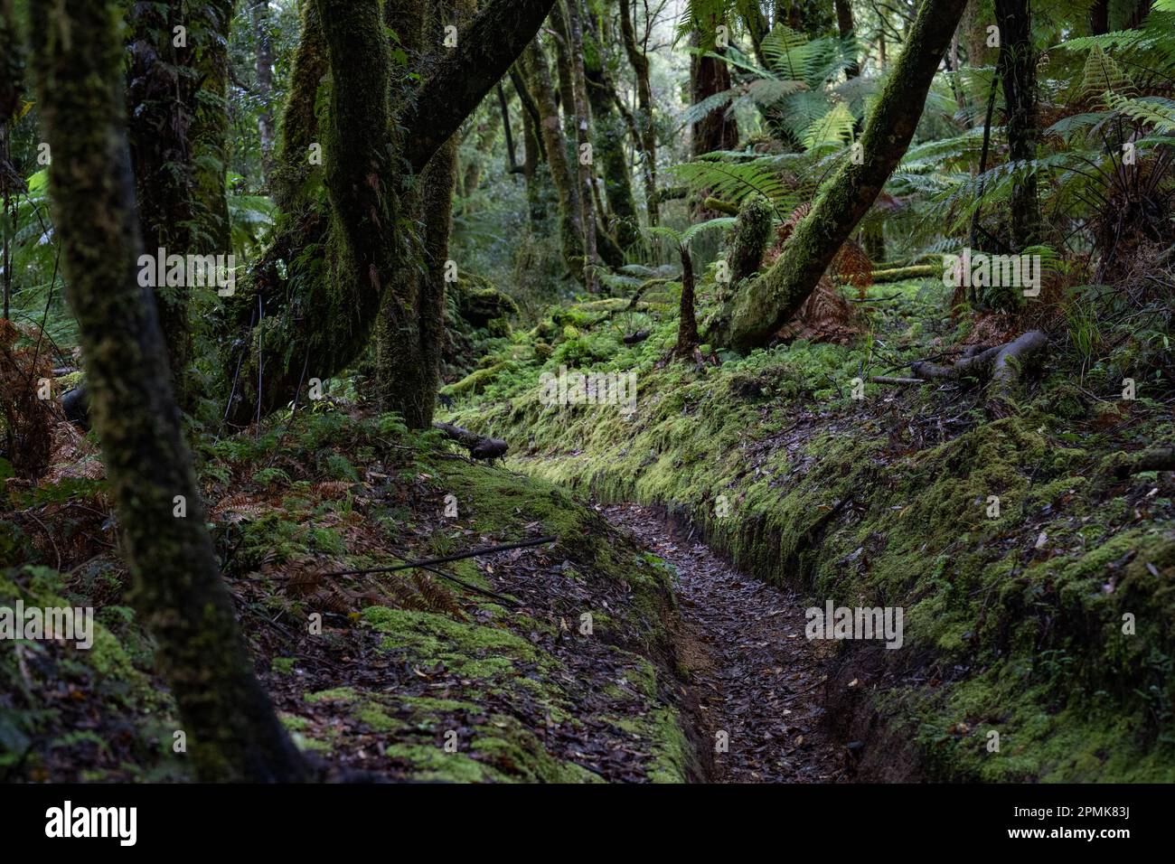 Track through an ancient podocarp forest featuring rimu, kahikatea