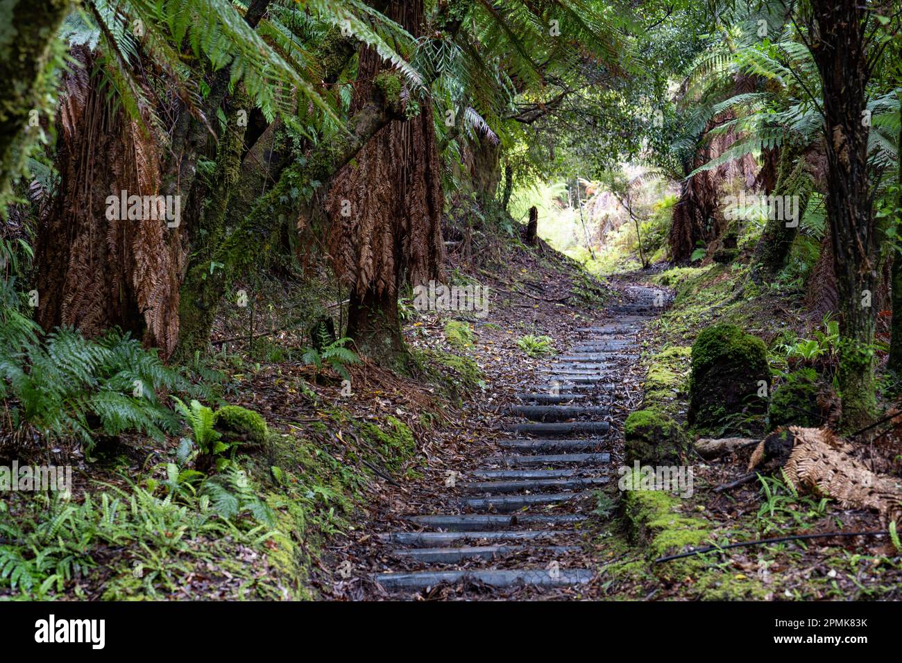 Track through an ancient podocarp forest featuring rimu, kahikatea