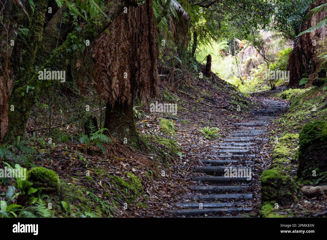 Track through an ancient podocarp forest featuring rimu, kahikatea