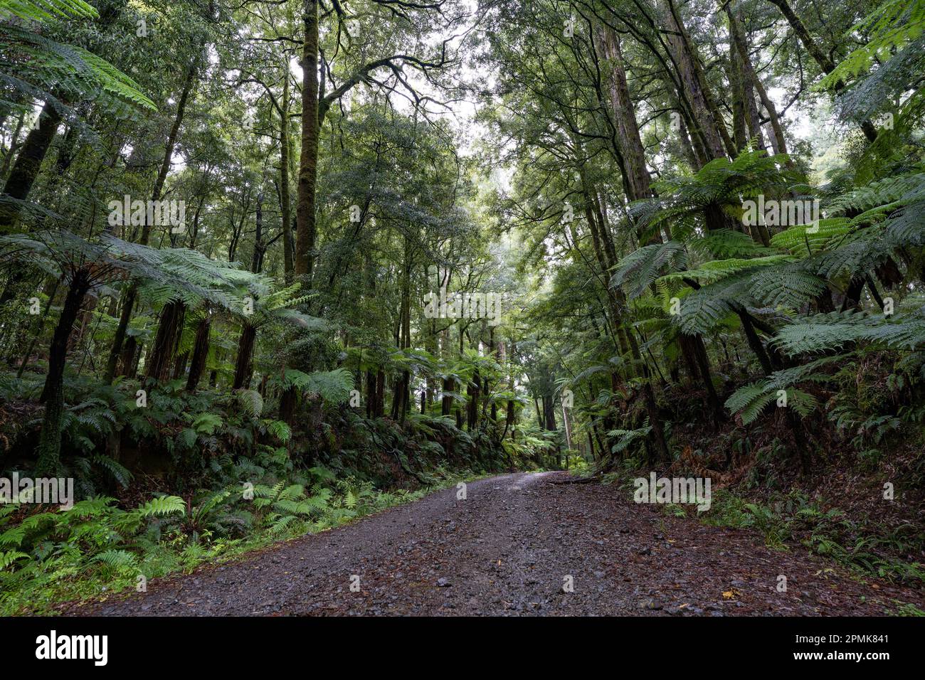 Track through an ancient podocarp forest featuring rimu, kahikatea