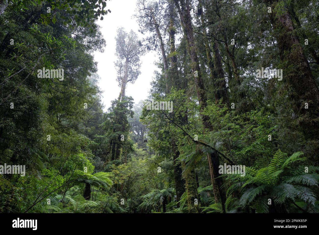 The thick ancient podocarp forest of Whirinaki in the Bay of Plenty ...