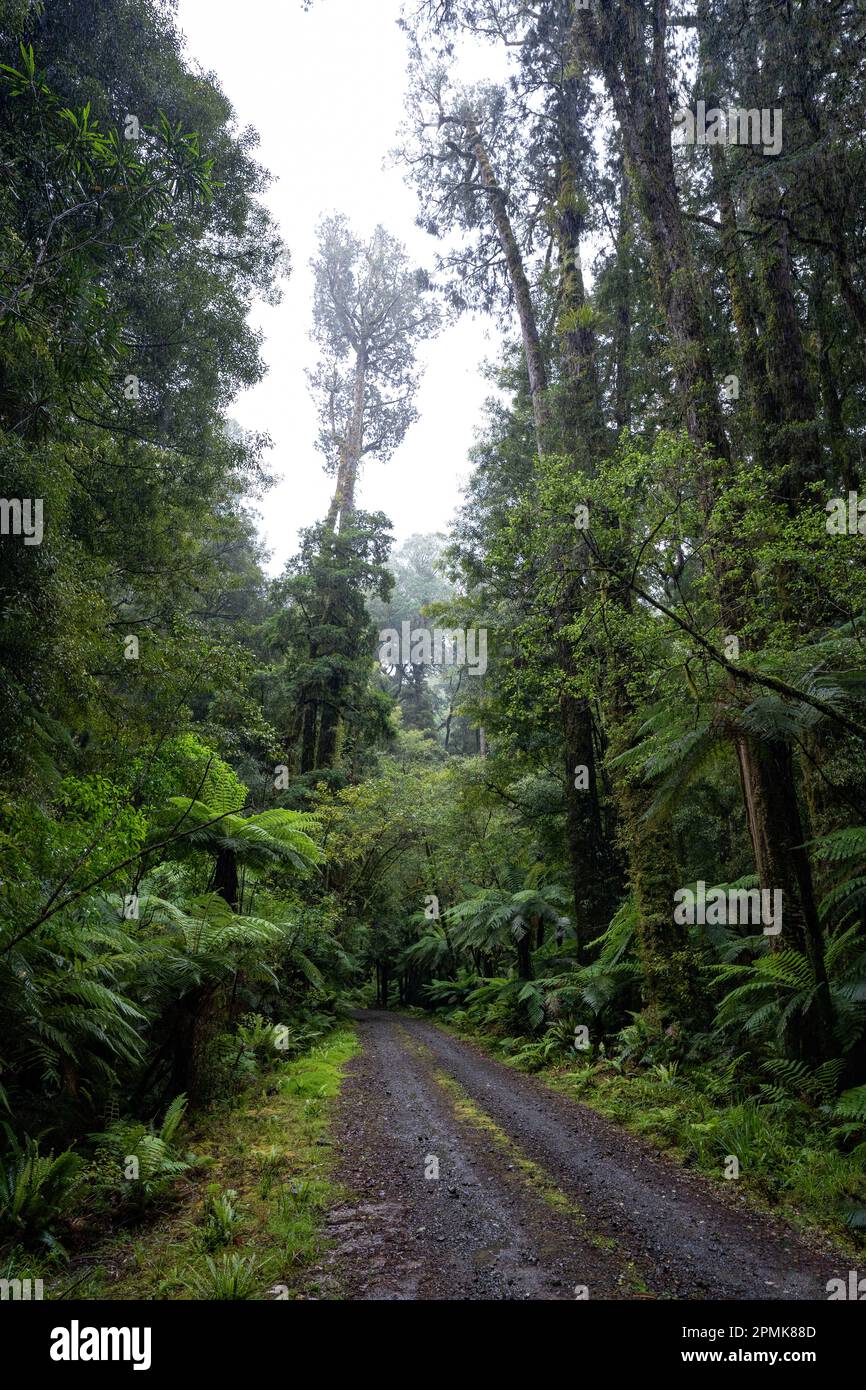 Track through an ancient podocarp forest featuring rimu, kahikatea