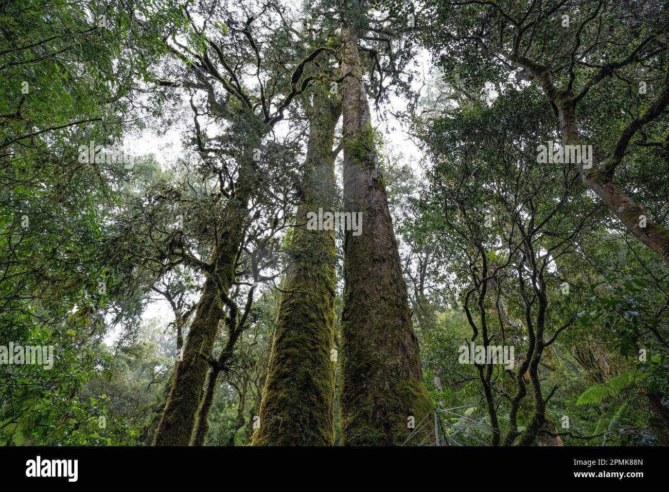 The thick ancient podocarp forest of Whirinaki in the Bay of Plenty ...