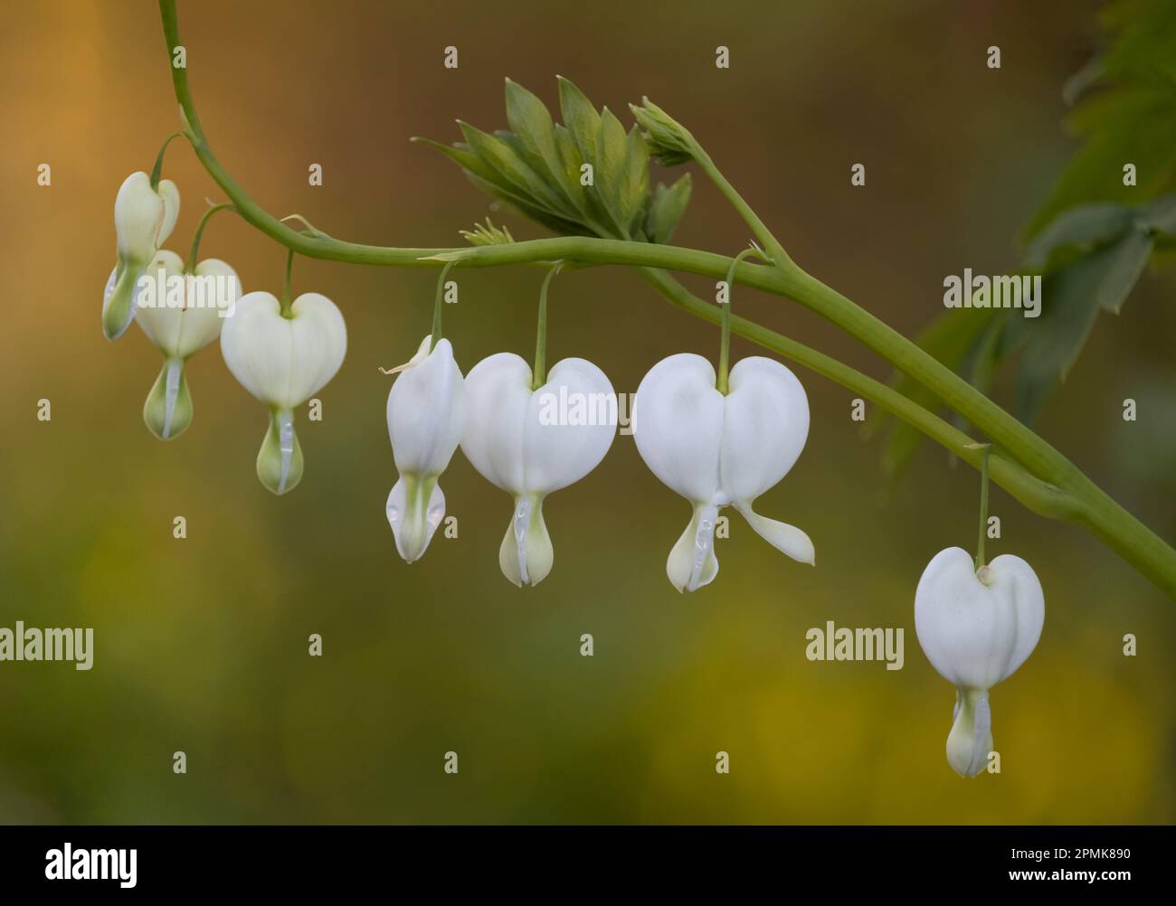 A string of white bleeding heart flowers on a green sprig with a bokeh background in spring time, Lancaster, Pennsylvania Stock Photo