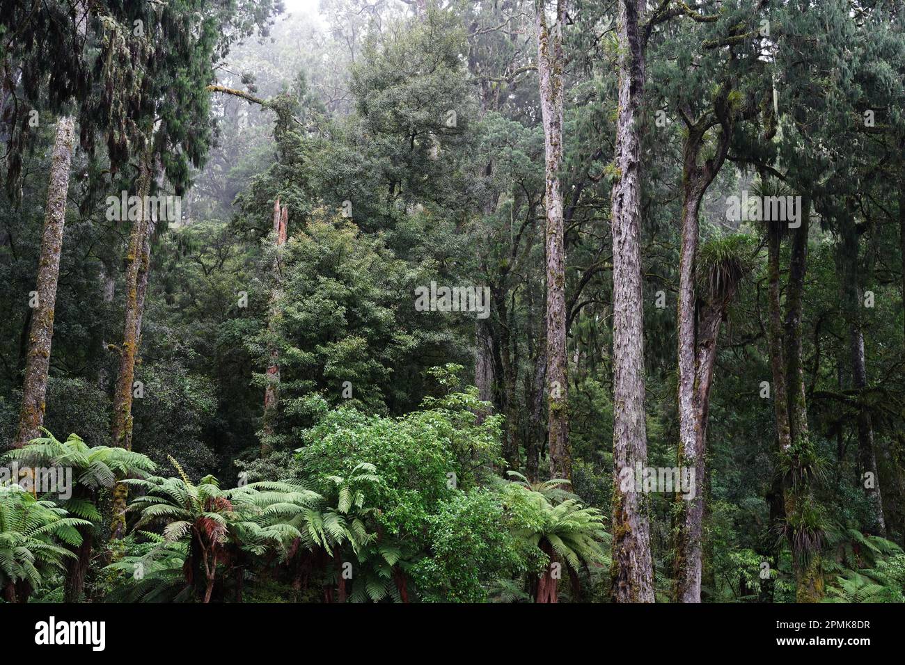 The thick ancient podocarp forest of Whirinaki in the Bay of Plenty ...